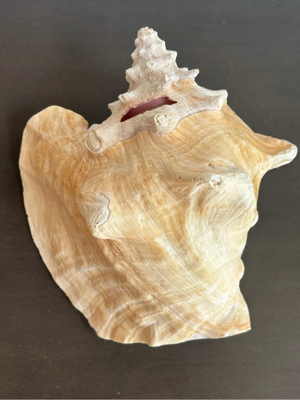 Vintage Large Pink Queen Conch Shell  8.5 in. Natural Ocean Art Beach House Deco